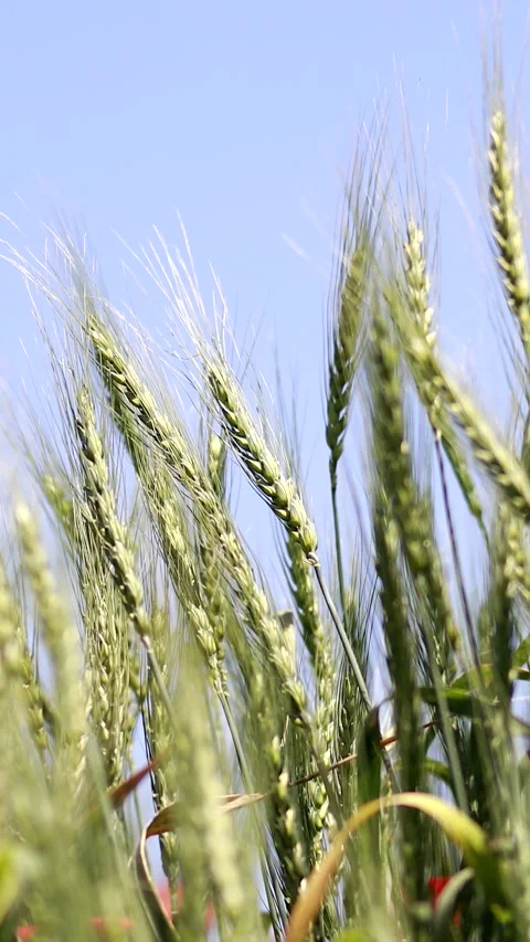 Nature Environment Dark huge cloud sky black stormy Video stock 302354318