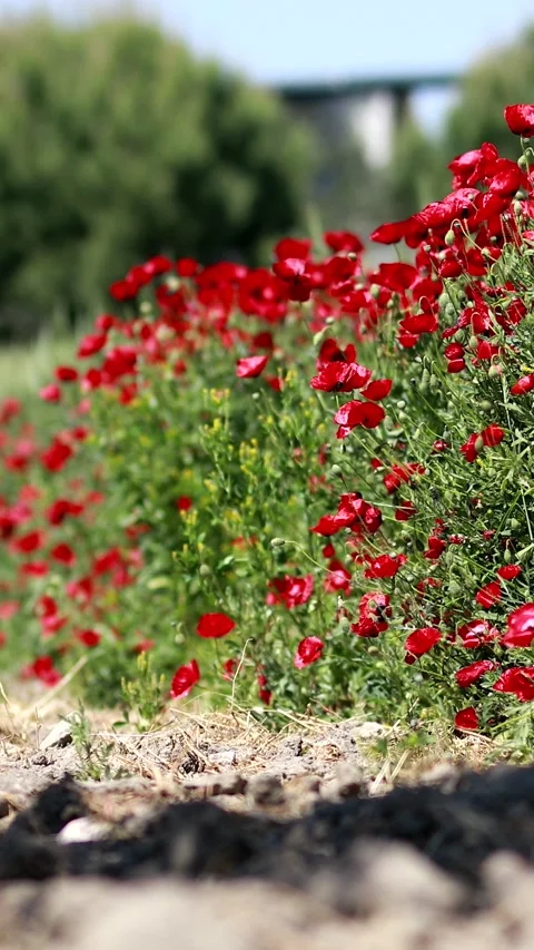 Nature Environment Dark huge cloud sky black stormy Stock Footage 302354319