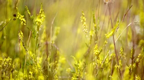 Nature environment Video stock 43460772