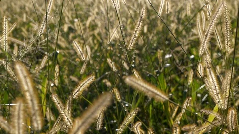 Nature Environment Green Grass Corn Field in Harvest Season Video stock 88618504