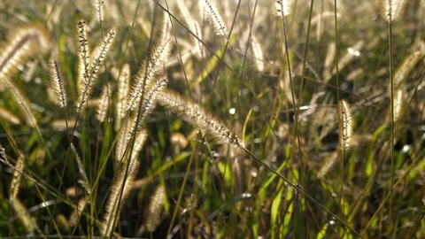 Nature Environment Green Grass Corn Field in Harvest Season Stock Footage 88618838