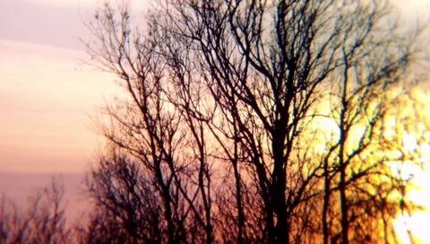 Nature environment trees sunset sunrise 스톡 동영상 88865589