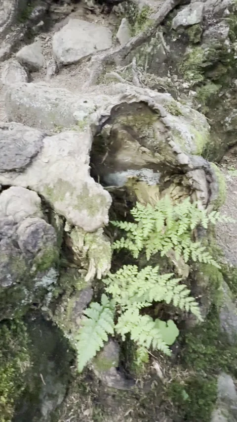 	Nature escaping Video stock 314772028