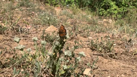 In nature, Euphydryas opens and closes its wings and then flies Stock Footage 158026818
