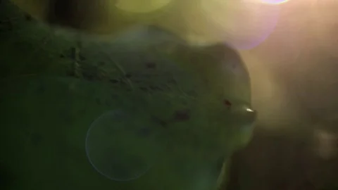 Nature Extreme Close Up of Leaf Stock Footage 83255076