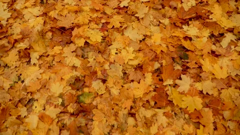 Nature in Fall. Fallen Leaves of Maple Tree. Walking in the Forest or Park in Stock Footage 141150238