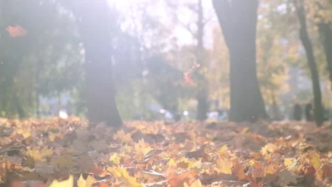 Nature in Fall. Fallen Leaves of Maple Tree. Walking in the Forest or Park in Stock Footage 141910811