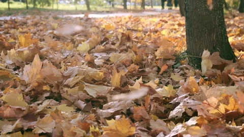 Nature in Fall. Fallen Leaves of Maple Tree. Walking in the Forest or Park in Stock Footage 141911037