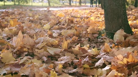 Nature in Fall. Fallen Leaves of Maple Tree. Walking in the Forest or Park in Stock Footage 141911091