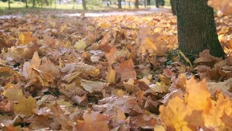 Nature in Fall. Fallen Leaves of Maple Tree. Walking in the Forest or Park in Stock Footage 141986415