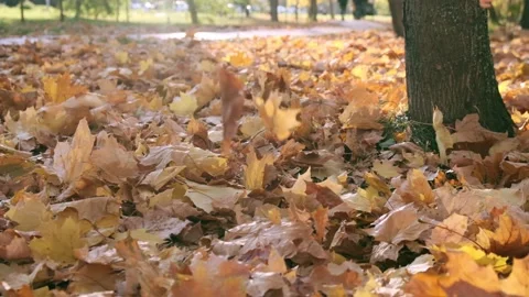 Nature in Fall. Fallen Leaves of Maple Tree. Walking in the Forest or Park in Stock Footage 143527361
