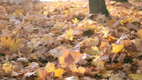 Nature in Fall. Fallen Leaves of Maple Tree. Walking in the Forest or Park in Stock Footage 144801854