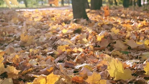 Nature in Fall. Fallen Leaves of Maple Tree. Walking in the Forest or Park in Stock Footage 146594833
