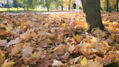 Nature in Fall. Fallen Leaves of Maple Tree. Walking in the Forest or Park in Stock Footage 147123274