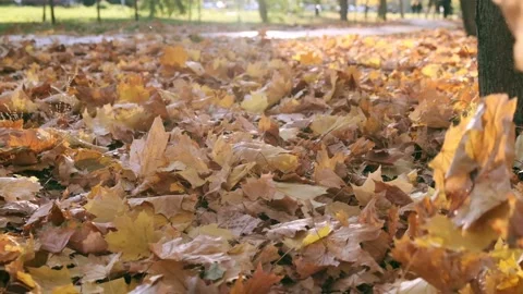 Nature in Fall. Fallen Leaves of Maple Tree. Walking in the Forest or Park in Stock Footage 147245566