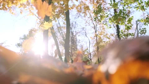 Nature in Fall. Fallen Leaves of Maple Tree. Walking in the Forest or Park in Stock Footage 156728445