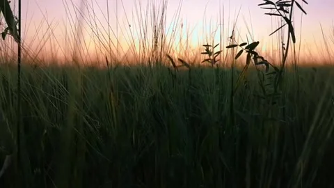 Nature, field, plants Stock Footage 156951004
