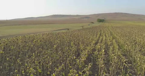 Nature , fields, paths, lakes, water, trees, roads, summer, blue sky Stock Footage 312324434