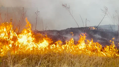 Nature in flames, uncontrolled fire disaster, wildfire crisis in dry land Stock Footage 314684611
