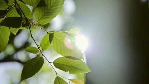 Nature flare Video stock 171965770