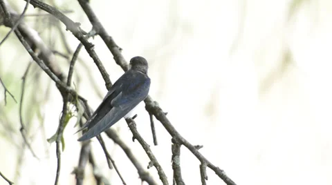 Nature. fledgling  on a tree Stock Footage 37238084