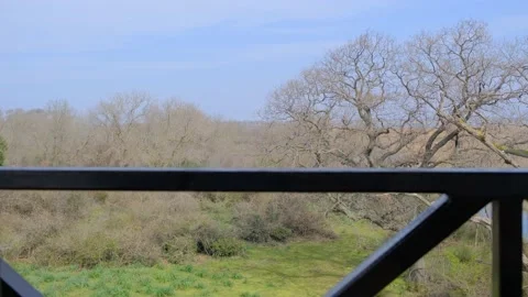 Nature in floodplain in Karacabey (Longoz ormani) Turkey. Stock Footage 152959752