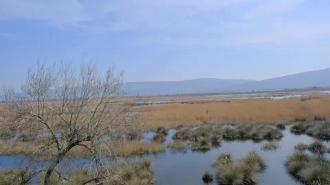 Nature in floodplain in Karacabey (Longoz ormani) Turkey. Stock Footage 152961575