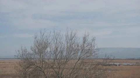 Nature in floodplain in Karacabey (Longoz ormani) Turkey. Stock Footage 153119814