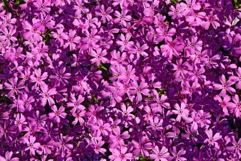 Nature flower background Stock Photos
