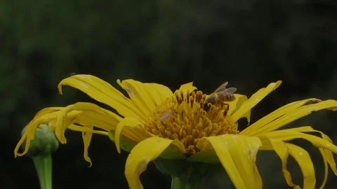 Nature flower bee Stock Footage 93440455