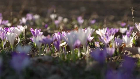 Nature, flower, field, spring, summer, color, violet, purple Stock Footage 149672255