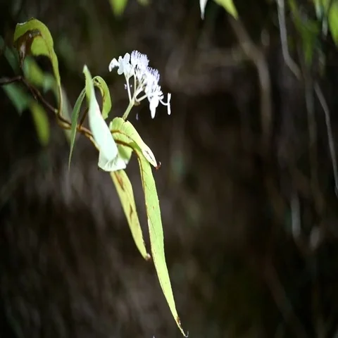 Nature Flower Video stock 69704377