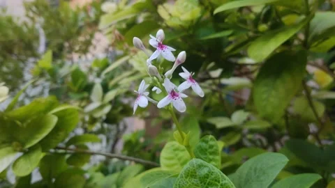 Nature flower Stock Footage 204089738