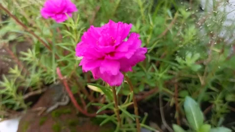 Nature Flower Stockbeeldmateriaal 234672605