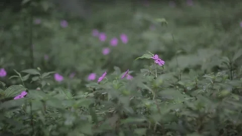 Nature flower Stockbeeldmateriaal 268670616