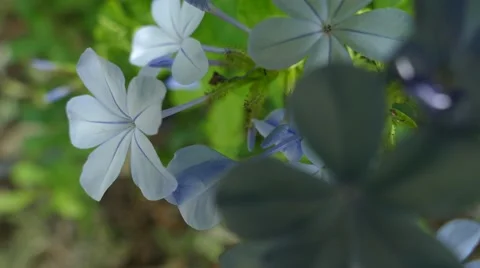 Nature flower motion in 4k Stock Footage 41715860