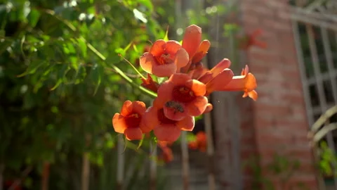 Nature - The flower sways in the wind, a bee crawls along it Stock Footage 158094945