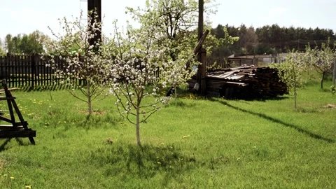 Nature: Flowering blossom apple tree. Can be used as background Stock Footage 130197964
