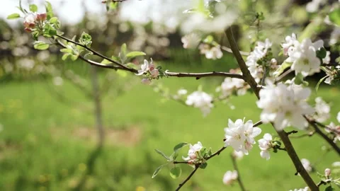 Nature: Flowering blossom apple tree. Can be used as background Stock Footage 130198210
