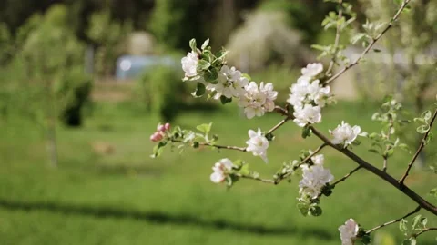 Nature: Flowering blossom apple tree. Can be used as background Stock Footage 130198345