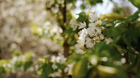 Nature: Flowering blossom cherry tree. Can be used as background Vídeos de archivo 130167445