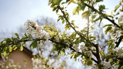 Nature: Flowering blossom cherry tree. Can be used as background Stock Footage 130167761