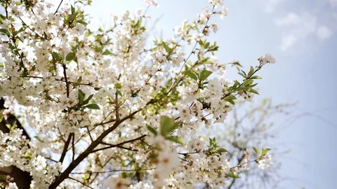 Nature: Flowering blossom cherry tree. Can be used as background. Slow motion Stock Footage 130167991