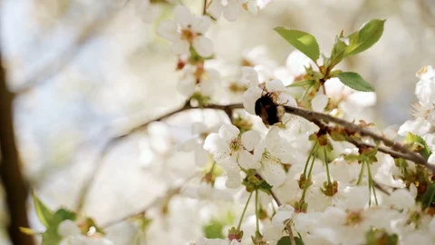 Nature: Flowering blossom cherry tree. Bumblebee fly from branch to branch Vidéo 130168138