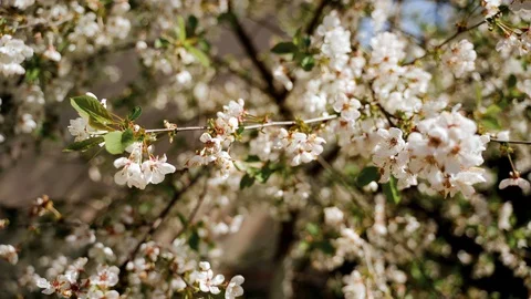 Nature: Flowering blossom cherry tree. Can be used as background Stock Footage 130169365