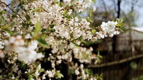 Nature: Flowering blossom cherry tree. Can be used as background Stock Footage 130169435