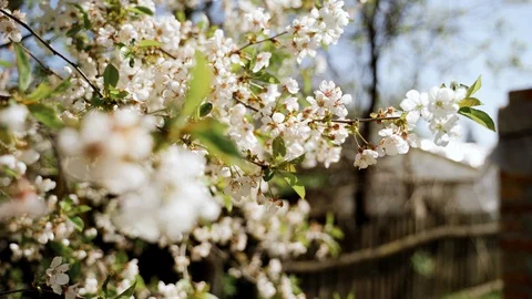 Nature: Flowering blossom cherry tree. Can be used as background Stock Footage 130169494