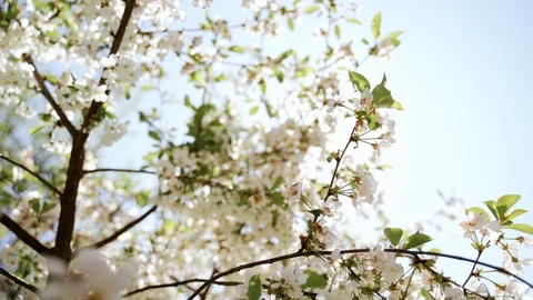 Nature: Flowering blossom cherry tree. Can be used as background Vídeos de archivo 130169583