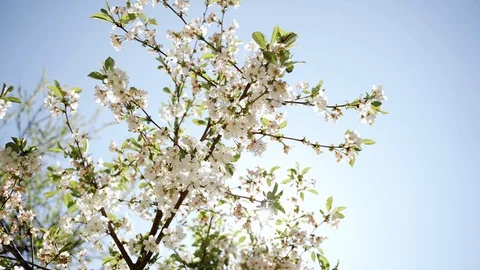 Nature: Flowering blossom cherry tree. Can be used as background Stock Footage 130169651
