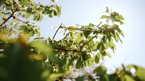 Nature: Flowering blossom cherry tree. Can be used as background Stock Footage 130169792